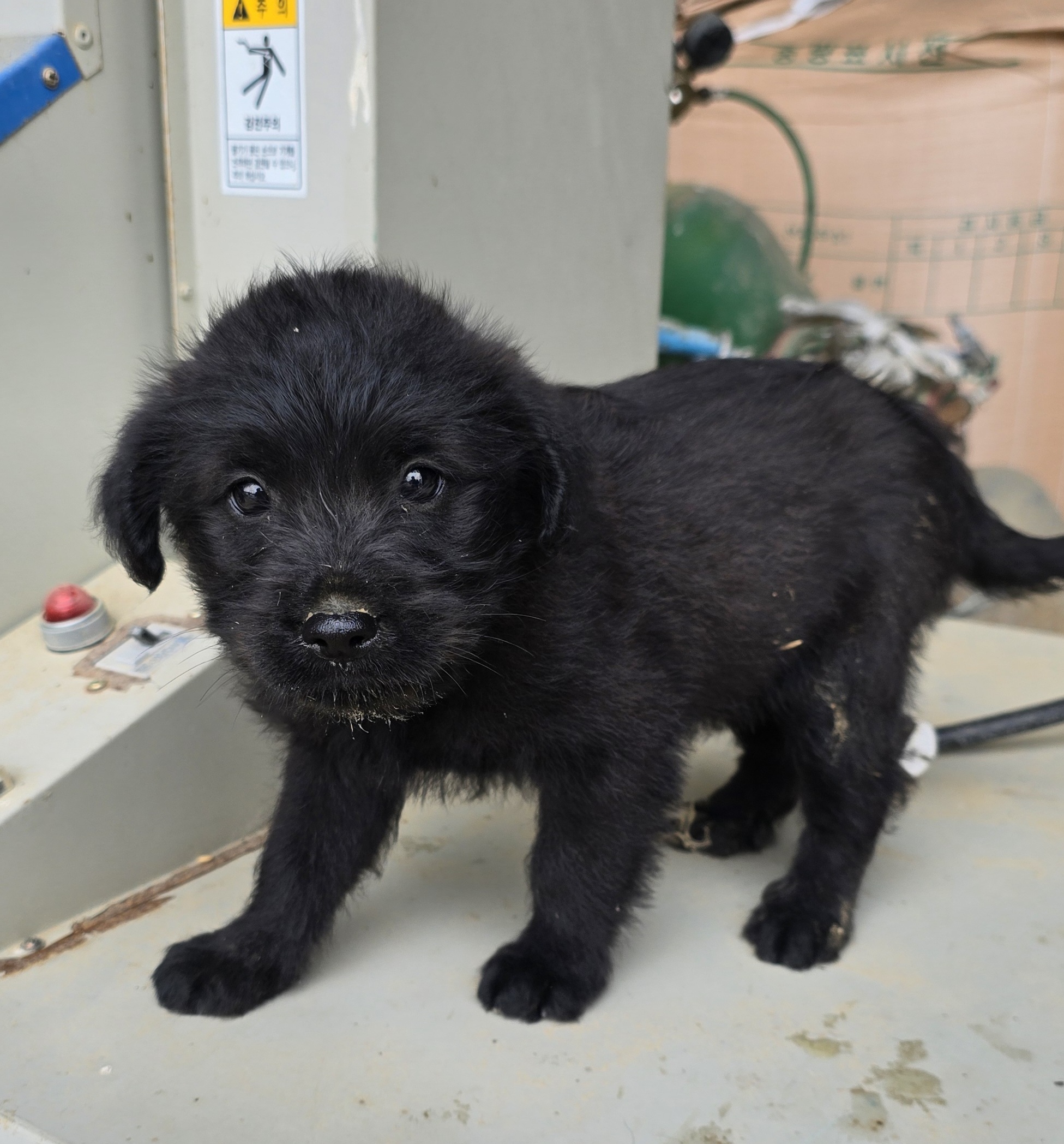 유기견임시보호소_442434202500519